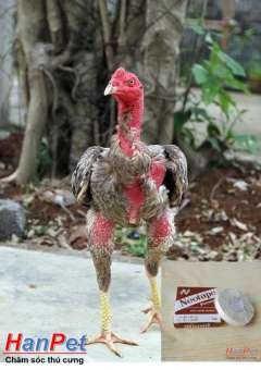 băng dính cuốn cựa gà chọi, băng keo quấn cựa gà đá (Kích thước 1,25cm dài 9m)-  MADEIN T