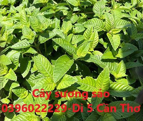 Cây sương sáo phơi khô 1 ký sạch đẹp
