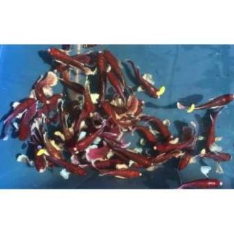 Cá betta dumbo bầy siêu cute 12k/Con, dễ nuôi, loại nhỏ thả thủy sinh, hoàn tiền khi có rủi ro do vận chuyển