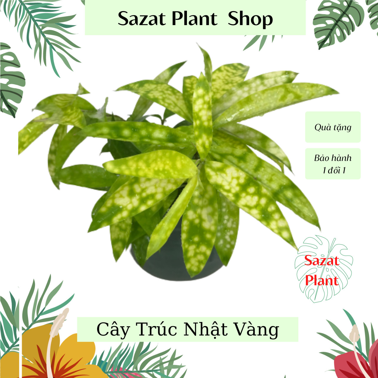 Cây trúc nhật vàng, cây cao 15-25cm