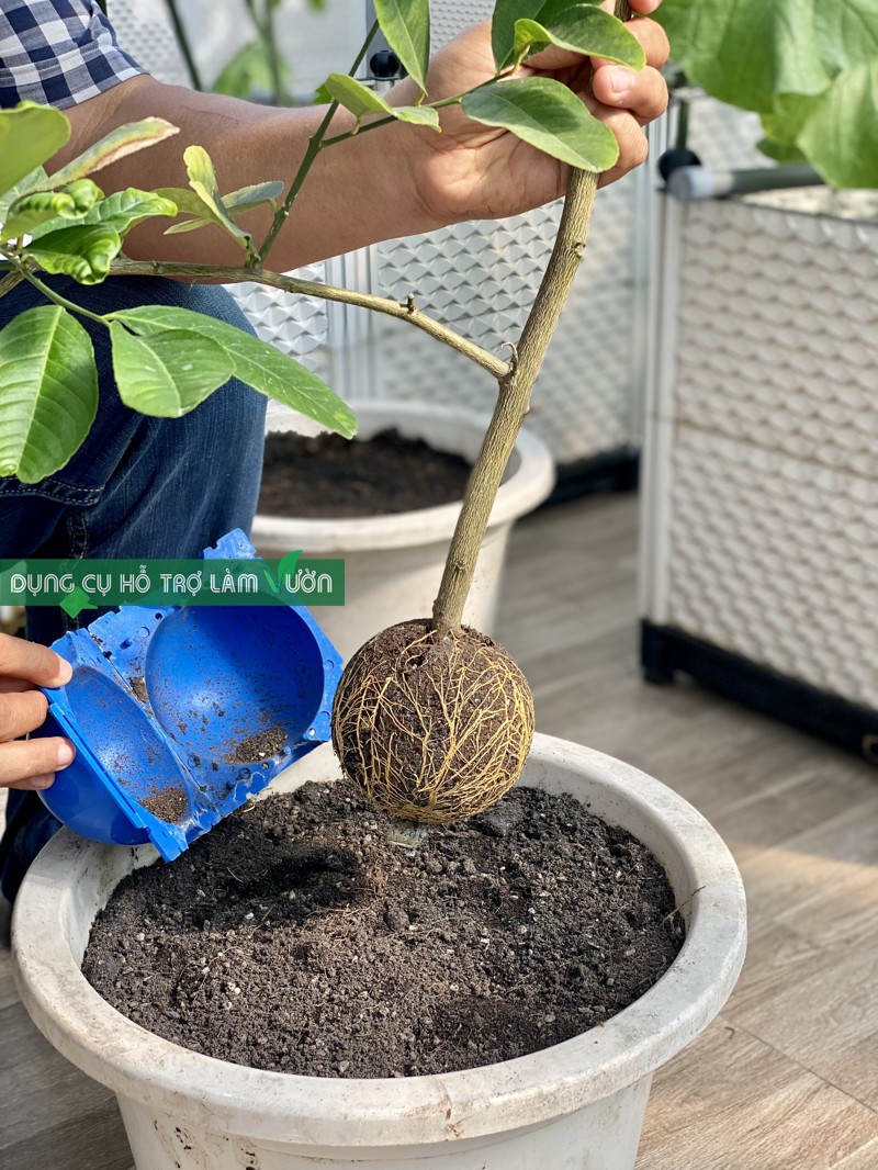 Bầu chiết cây có nhiều kích thước lựa chọn