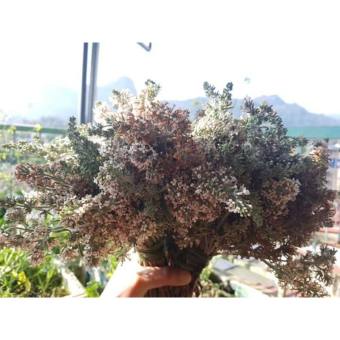 Hoa Bó Phón khô tây Bắc (hoa Mật Mông) 1 bó