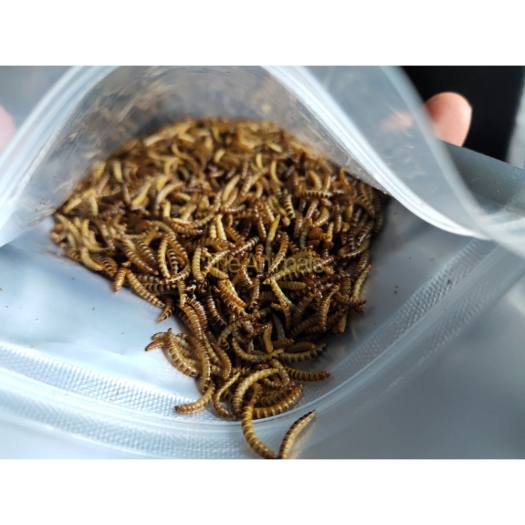 Sâu gạo sấy thơm cho chim, gà, cá, hamster, thằn lằn, sóc bay,...