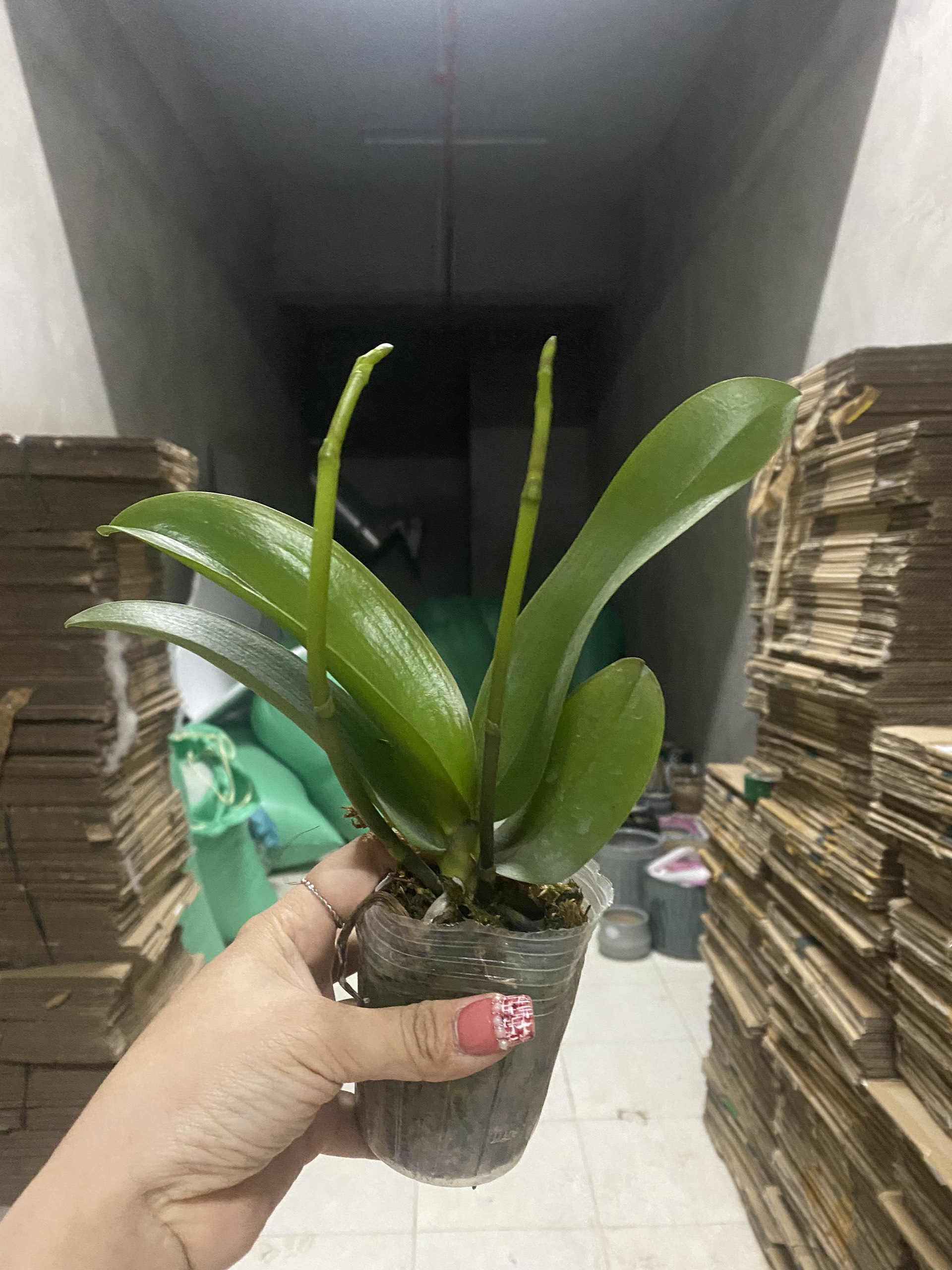 Combo 5 Lan hồ điệp 5 màu - Đang ngồng - Hoa đại - cốc 2.8