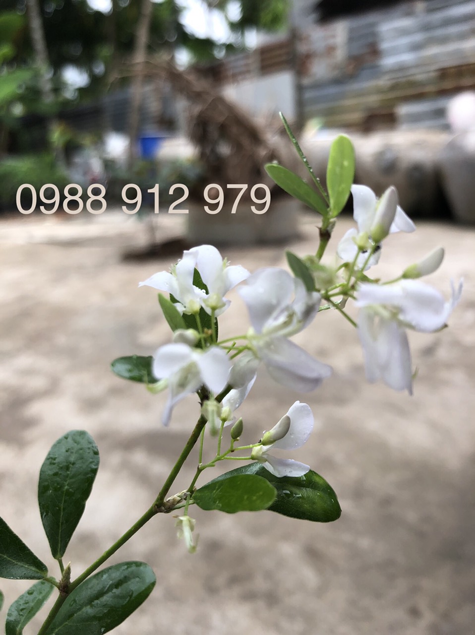 Linh sam trắng phớt hồng