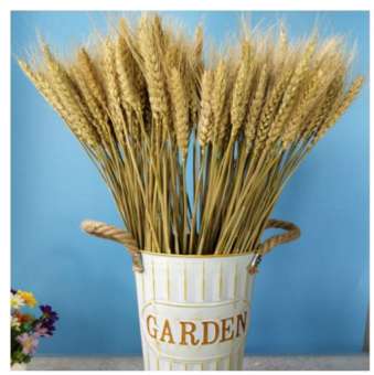 50 nhánh Lúa mì lớn Hoa khô - Lúa mì thật cho trang trí đám cưới nhaxinhnhadep (Mới)