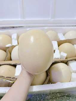 Trứng Đà Điểu Trung tâm giống đà điểu Khatoco từ 1.2kg đến 1.5kg Love You LV06 tốt cho sức khỏe