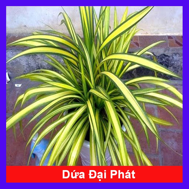 Cây dứa cảnh sọc vàng lá kim, cây dứa đại phát- bầu to xum đẹp