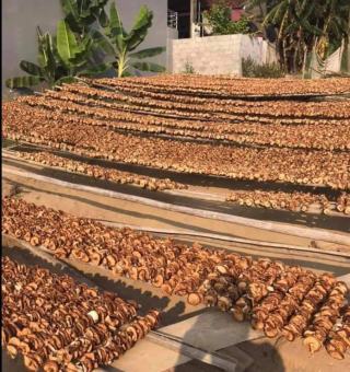 Nấm Hương Rừng 500gr