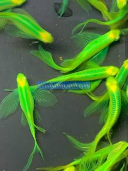 5 sọc ngựa cánh tiên xanh dạ quang(phụ kiện trang trí bể cá)