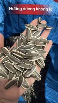 25 HẠT GIỐNG HƯỚNG DƯƠNG KHỔNG LỒ 20 - 40cm LẤY HẠT - HOA TO VÀ NỞ LÂU - TỈ LỆ NẢY MẦM 95%