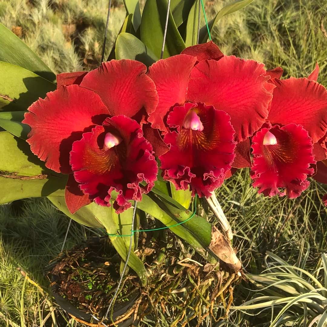 Cattleya Magician Red- chậu trưởng thành