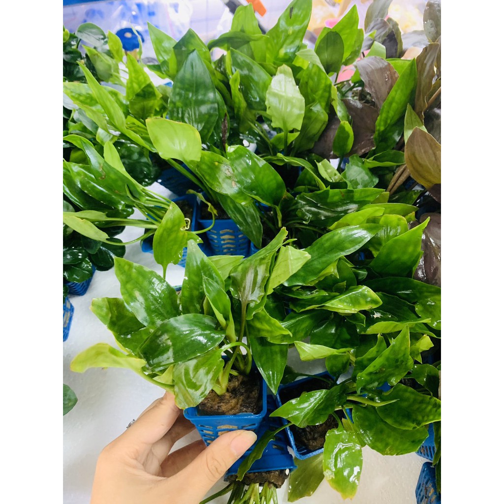Cây tiêu thảo xanh