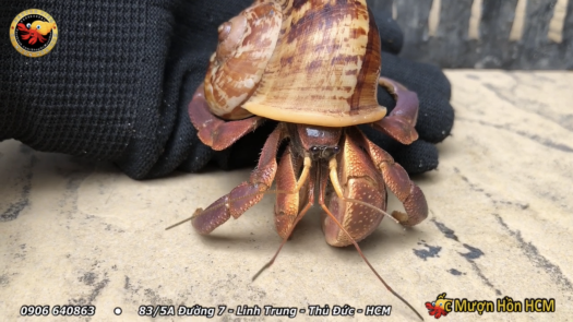 [XL+] BREVI Ốc Mượn Hồn - Cua Ẩn Sĩ - Ốc Mượn Hồn Đẹp - Ốc Mượn Hồn Giá Rẻ