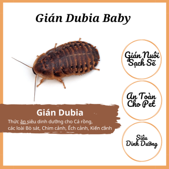 Gián Dubia size baby 0,5cm đến 1,5cm cho pet chim cá cảnh bò sát kiến