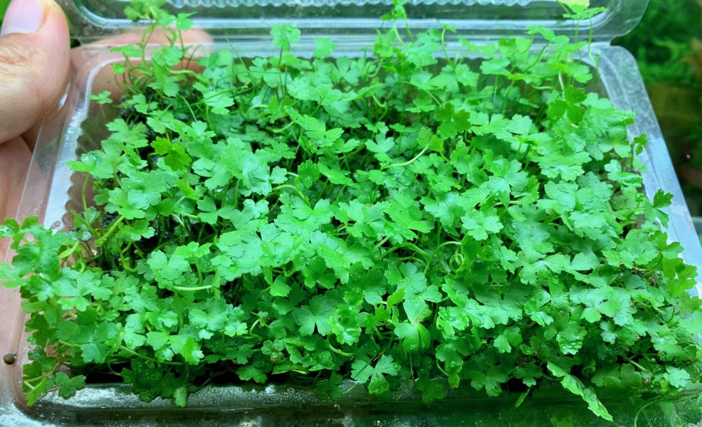 RAU MÁ HƯƠNG THỦY SINH  (1 tất)