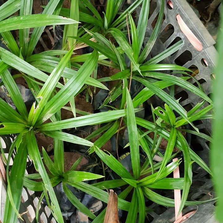 Lá nếp ( lá dứa ) 🌹🌹 MUA 3 TẶNG 1 🌹🌹 Số lượng có hạn