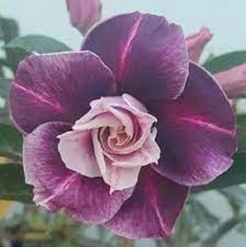 Cây sứ thái kép " TRUNG TÍN " -củ size to,rễ đã tạo quái thành hình, hàng tuyển loại 1