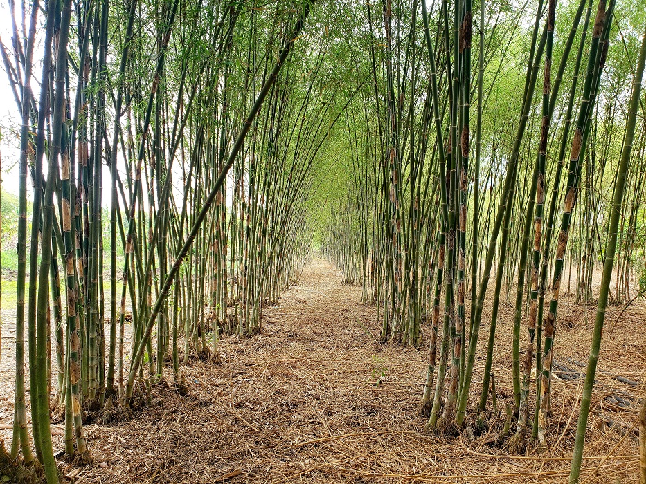 Cây giống cây tầm vông