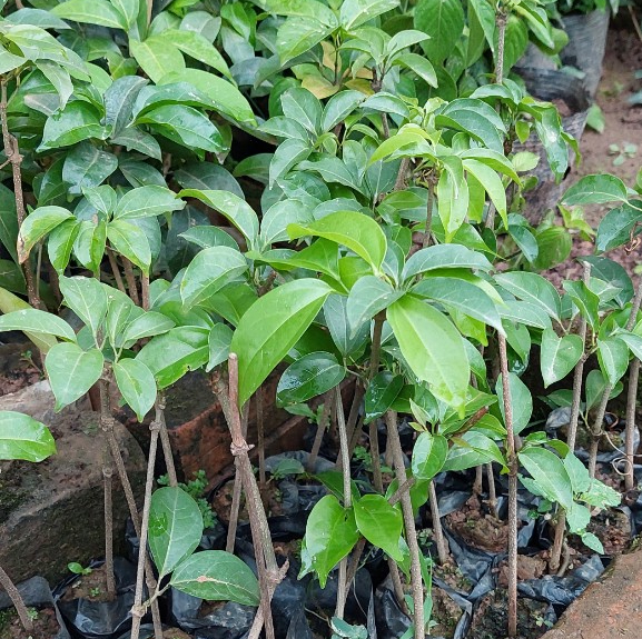Lan tỏi - hoa leo đẹp chuẩn giống, giá rẻ