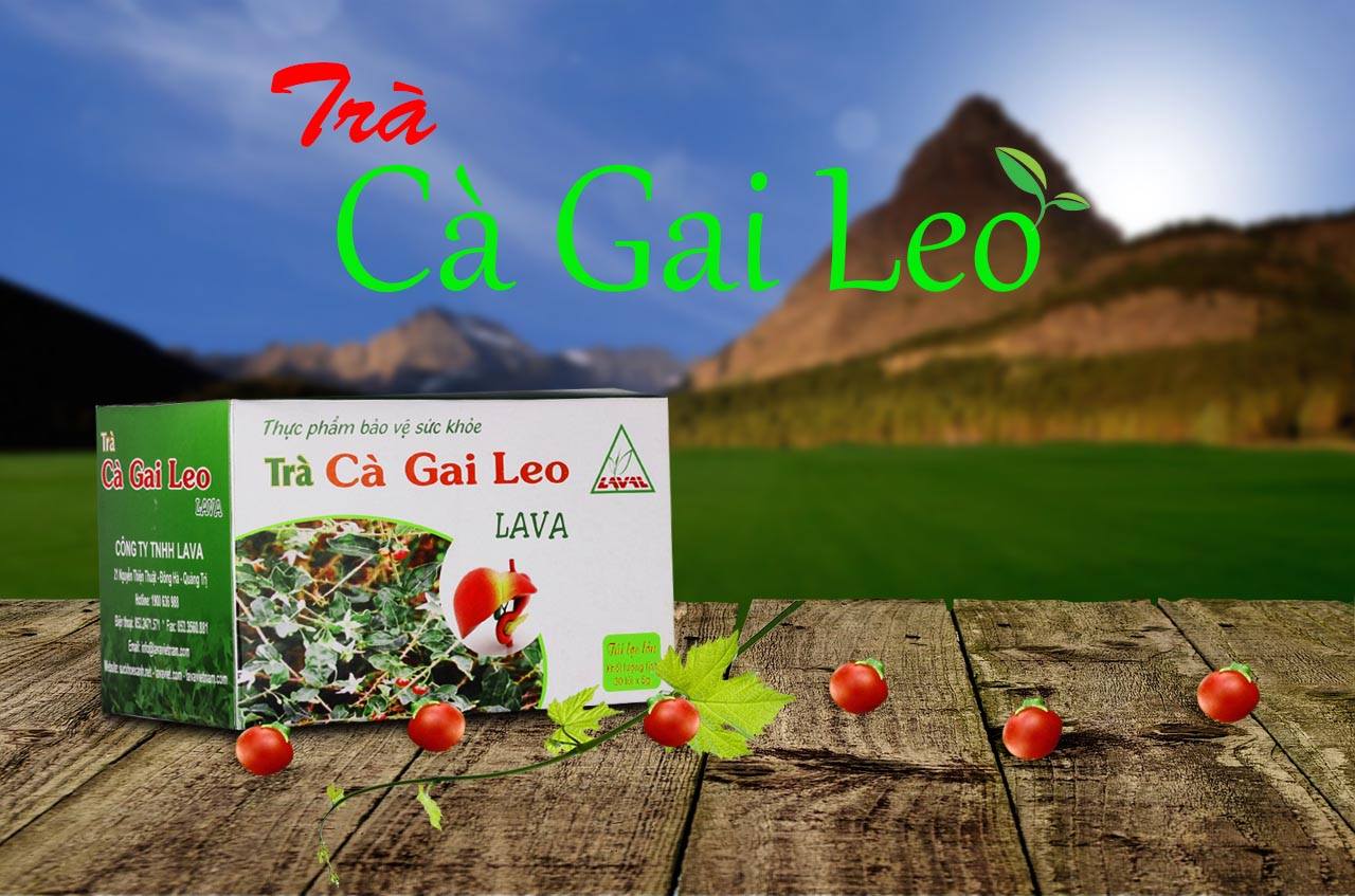 Trà cà gai leo