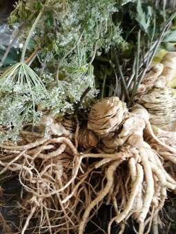 1kg Sâm đương quy tươi