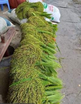 Cốm Tú Lệ Yên Bái