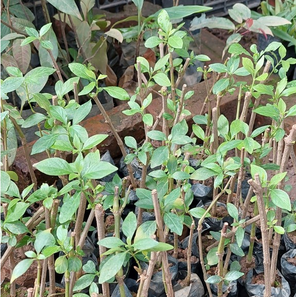 Cây giống kiến cò ( bạch hạc ) ươm sẵn trong bầu 🗝🗝 MUA 3 TẶNG 1 🗝🗝 Số lượng có hạn