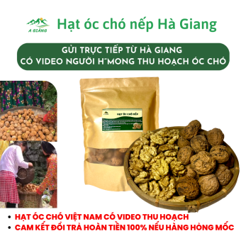 Hạt óc chó ăn liền Việt Nam - hạt óc chó nếp Hà Giang tự trồng - hạt óc chó vàng hàng việt nam - hạt óc chó nguyên vỏ đặc biệt tốt cho bà bầu gói 500gr