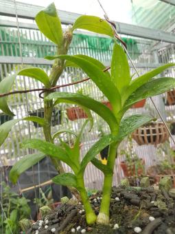 Hoa Lan Giả Hạc Châu Như Bệt F2