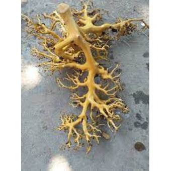 Lũa xương chùm để setup tán cây cho hồ thuỷ sinh 100g