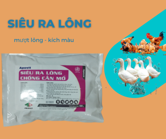 còi lông , bung lông , kích màu đẹp mã gà vịt chóng cắn mổ , gà vịt