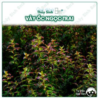 Vảy Ốc Ngọc Trai 20-22 Ngọn (Rotala Pearl) | Cây Thủy Sinh Trung Cảnh, Cắt Cắm | 8m2