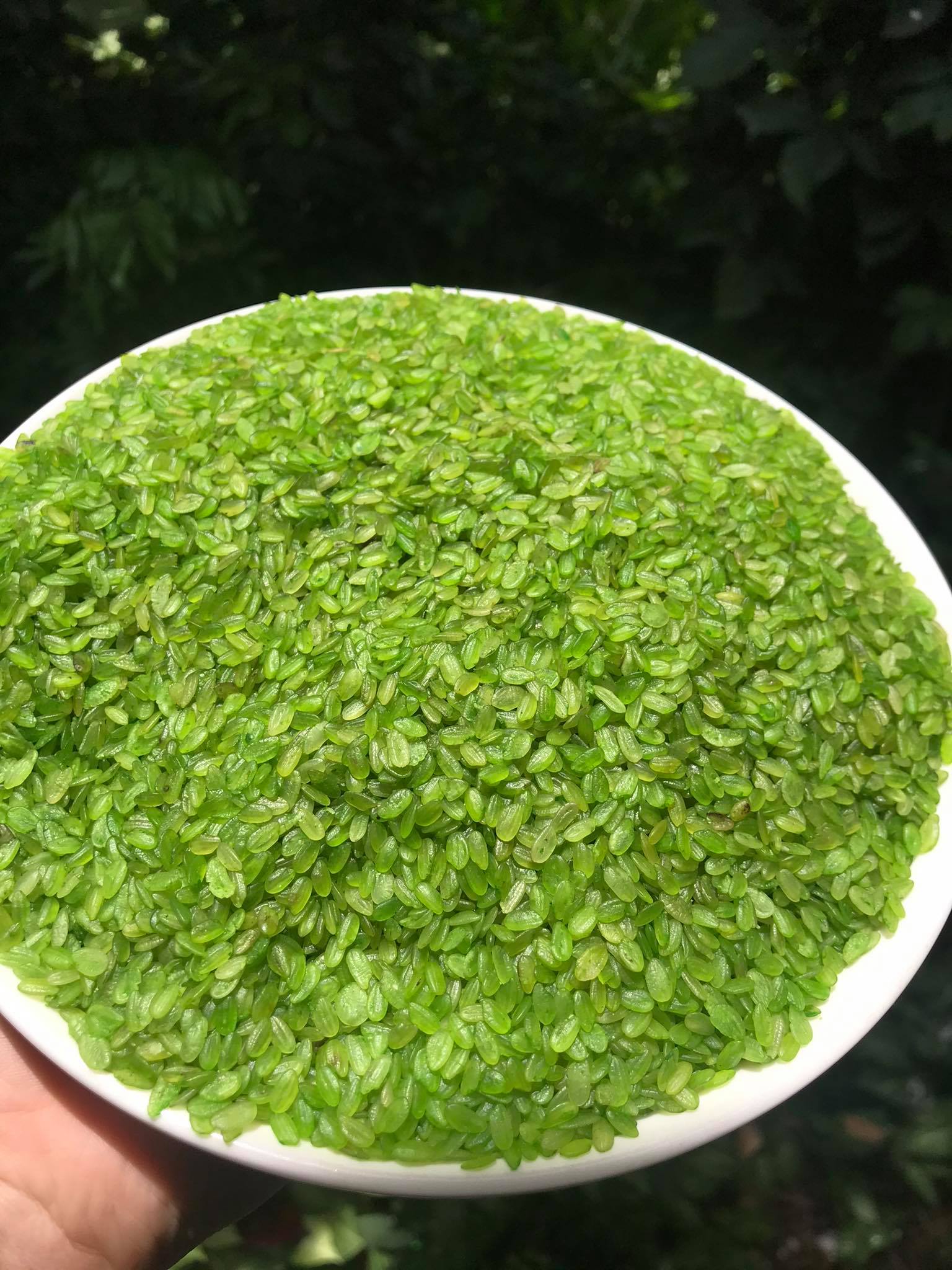 500gr cốm xanh khô đặc sản làng vòng hà nội nấu chè thơm ngon