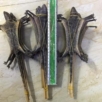 5 con tắc kè khô