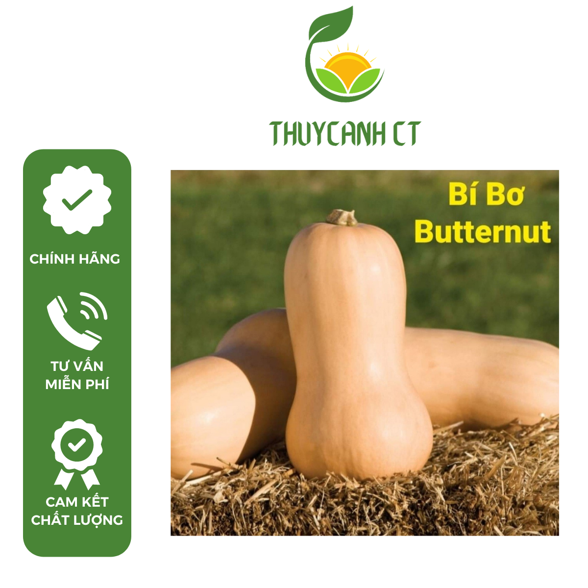 Hạt giống Mỹ bí bơ Butternut dễ trồng chịu nhiệt hãng Johnny’s Seeds