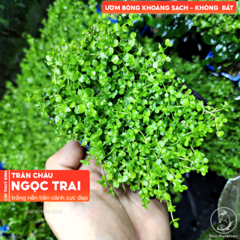 Cây Trân Châu Ngọc Trai Sạch | Trân Châu Ngọc Trai Ươm Bông Khoáng - Cây thuỷ sinh tiền cảnh