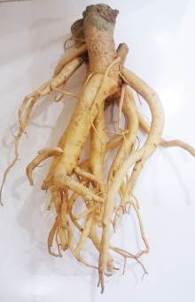 Củ đinh lăng tươi củ 2kg