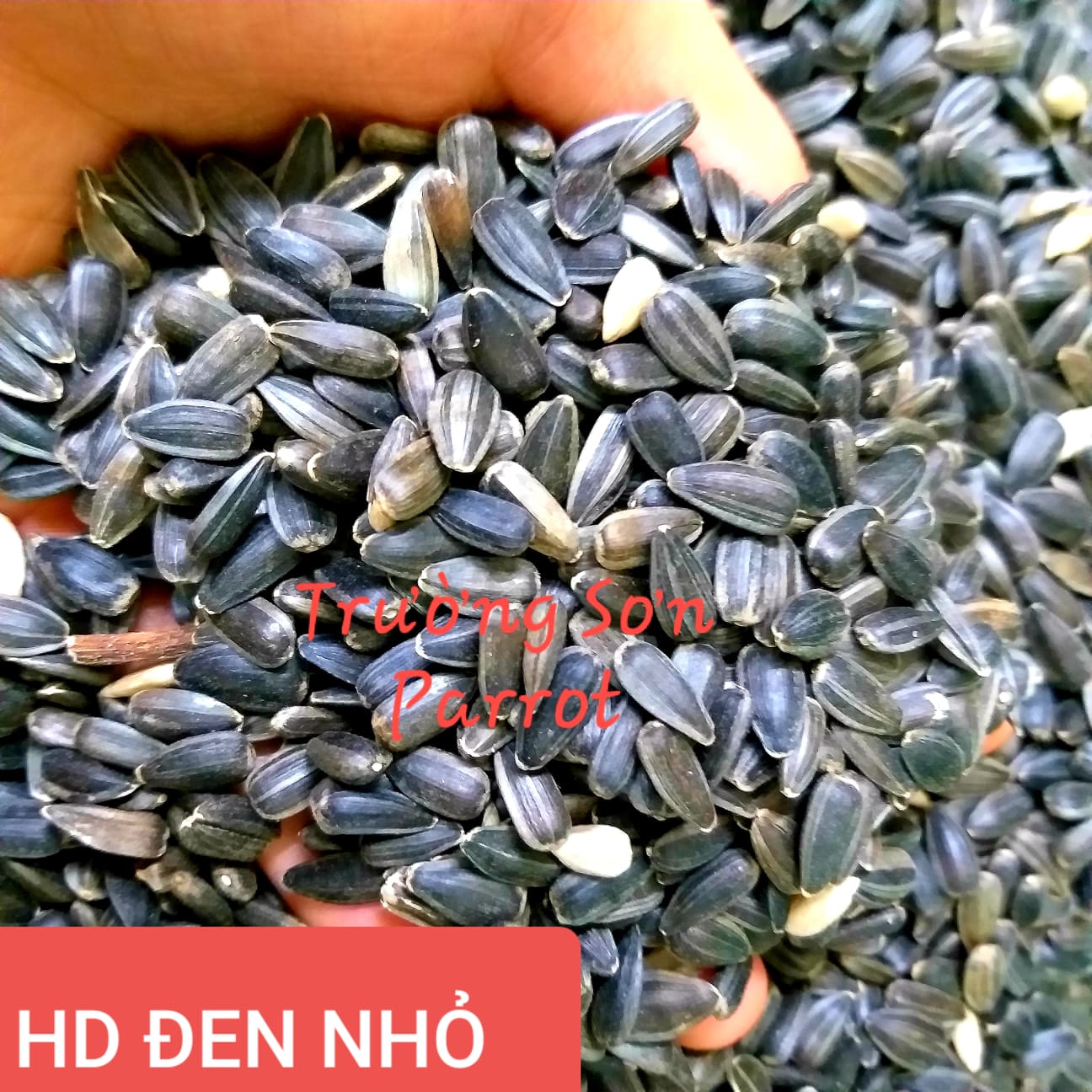 hạt hướng dương đen baby cho vẹt, sóc, hamster.... gói 500g/1000g