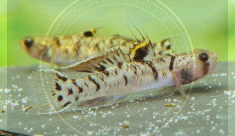 Combo 5 cá bống các loại tặng 1