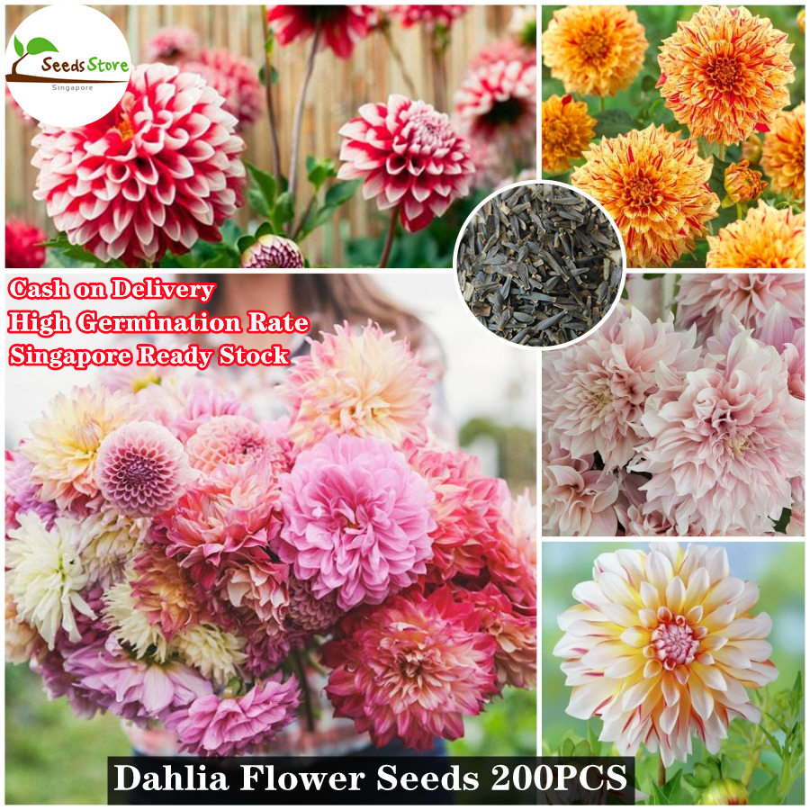 dahlia seeds - best price in singapore - jul 2023 | lazada.sg