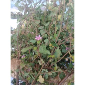 Ké Hoa Đào Khô 1kg 981SP 683sp