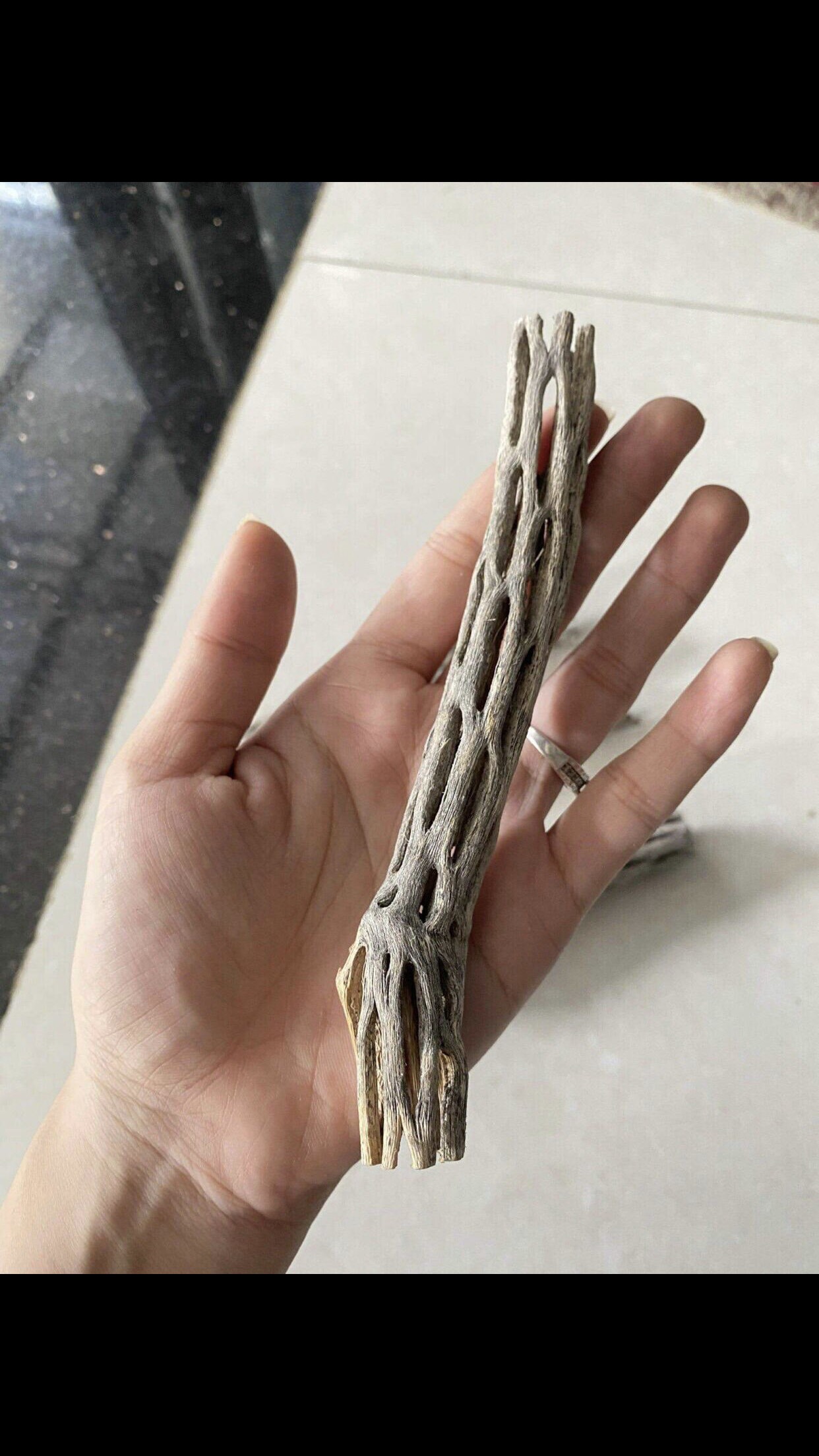 Lủa cholla cho tép cảnh giúp cung cấp các khoáng cần thiết cho tép