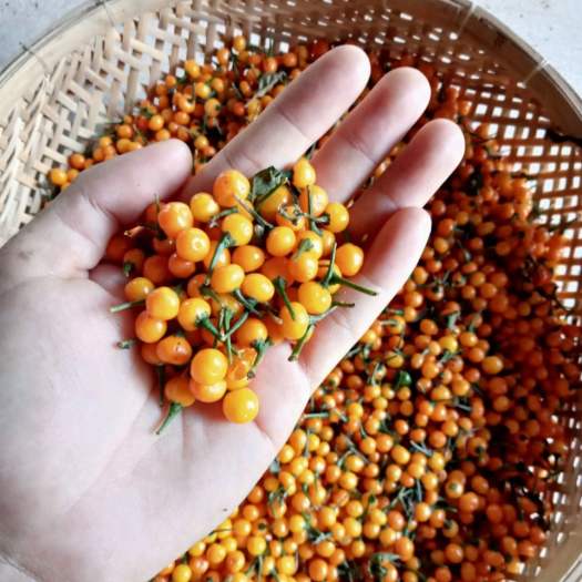 10 Hạt Giống Ớt Mắc Nhất Thế Giới Aji Charapita 570tr/kg Loại Ớt Ngon Và Đắt Nhất Thế Giới