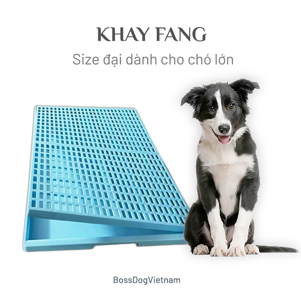 Khay vệ sinh chó phù hợp mọi dòng cún Husky, Golden, Alaska, Samoyed,... - Thiết kế chắc chắn, chống cào tã | BossDog