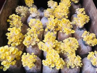 Phôi nấm Hoàng Kim ( Kiện 06 bịch)