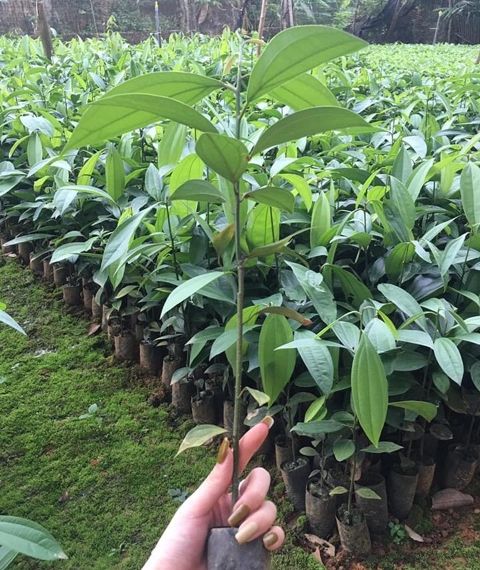 Cây quế châu cây cao 40-50cm