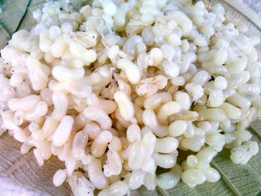 Trứng kiến vàng