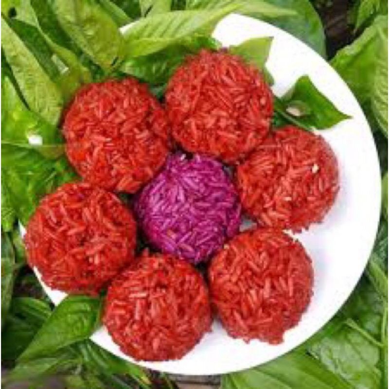 Combo 2 Bầu cây giống lá cẩm tím Boiboi.organic, cây trong bầu đất, rễ mạnh