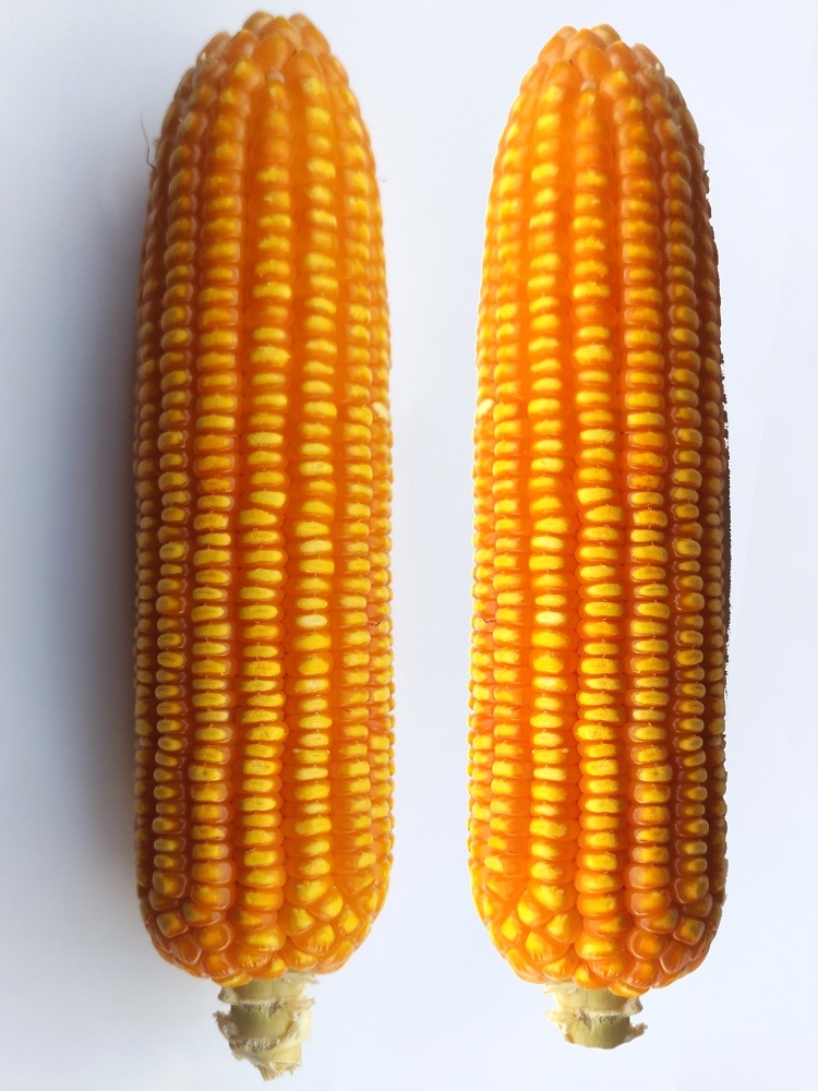 (500G), Hạt giống ngô sinh khối, Ngô Lai dùng để chăn nuôi, lấy bắp